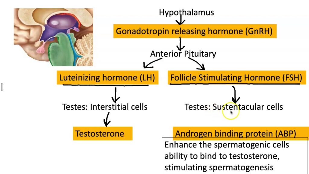 Role of Hormones in Male Sexual Health