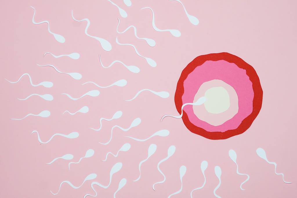The Importance of Sperm Health in Fertility