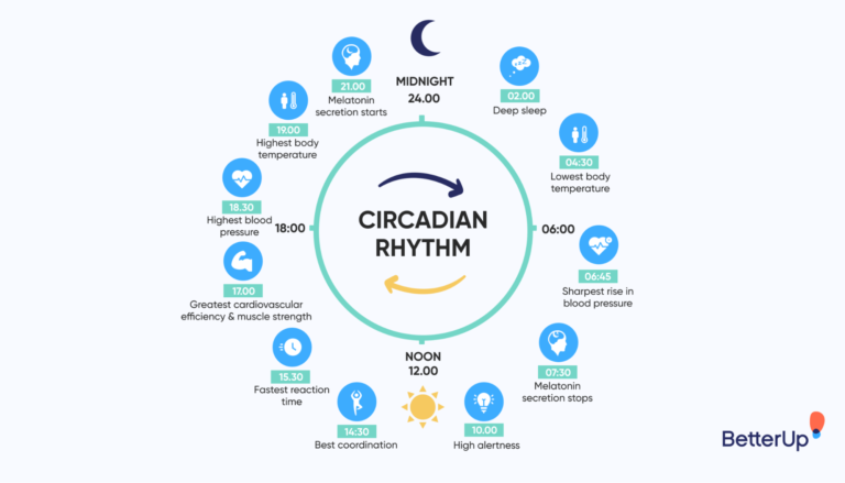How to Sync Your Circadian Rhythms for Peak Performance