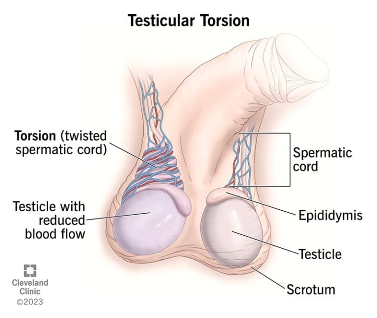 Supplements To Support Testicular Health And Fertility