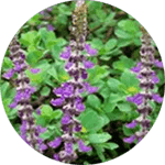 Forskolin