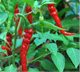 Cayenne Pepper
