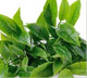 Green Tea Extract